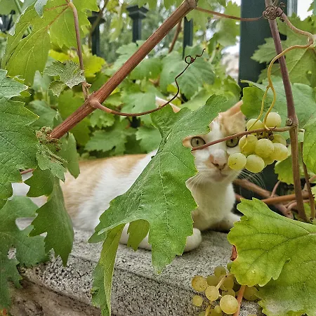 洛杉矶卡霍诺斯酒店 莫纳奇尔